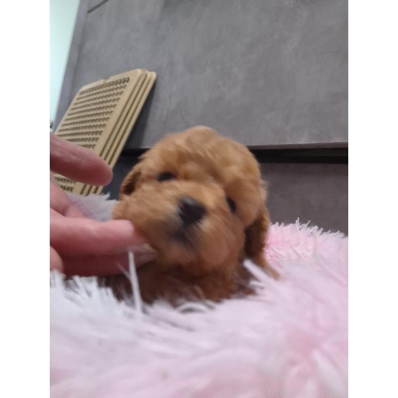 販売中の群馬県のタイニープードル-449616の6枚目