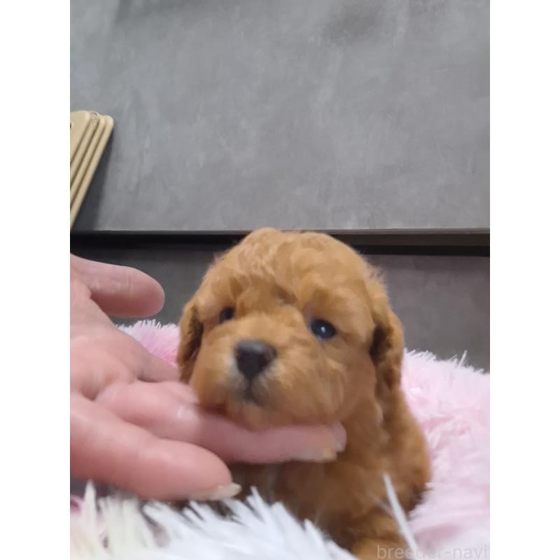 販売中の群馬県のタイニープードル-449616の5枚目