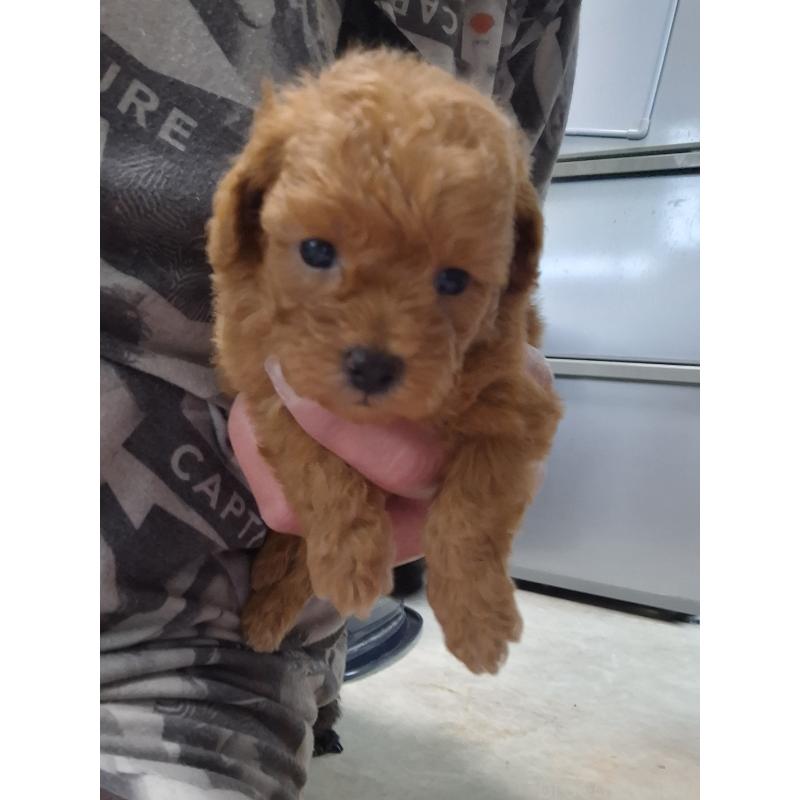 販売中の群馬県のタイニープードル-449616の4枚目