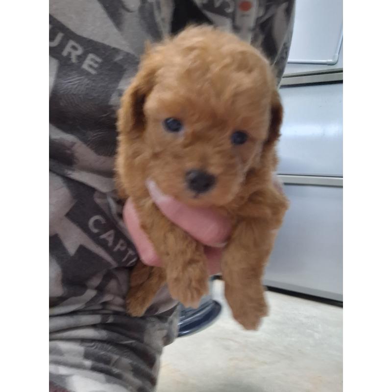 販売中の群馬県のタイニープードル-449616の3枚目