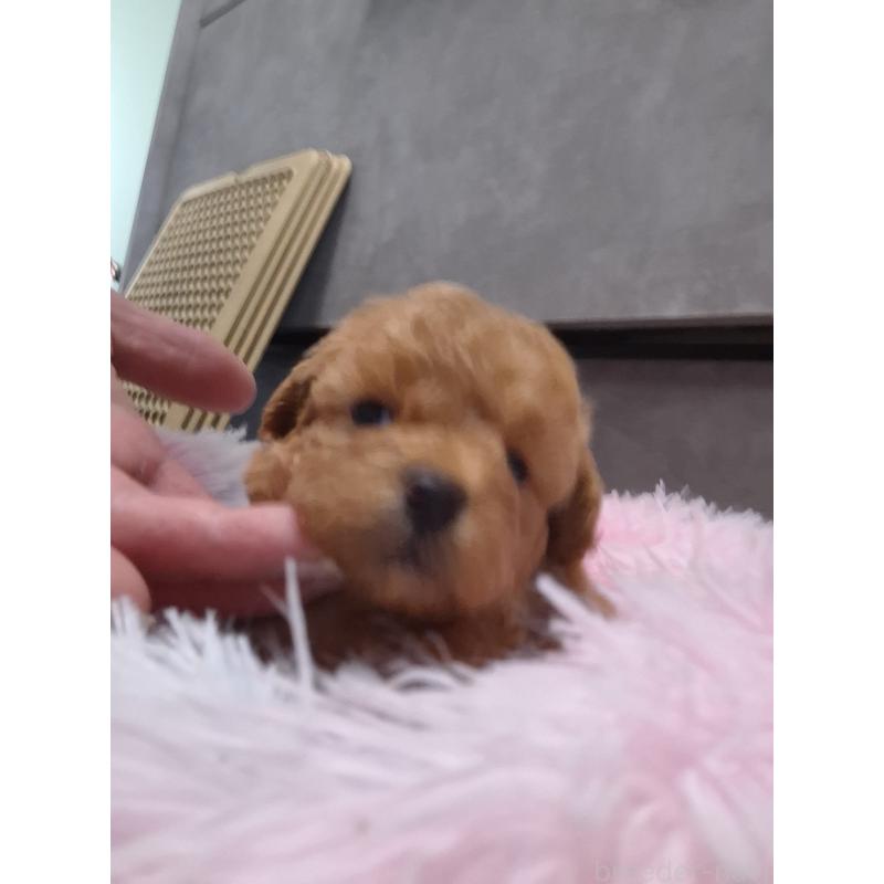 販売中の群馬県のタイニープードル-449616の2枚目