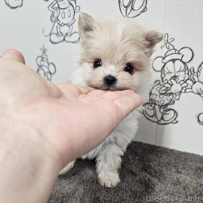 販売中の埼玉県のポメマル:ポメラニアン×マルチーズ-449615の3枚目