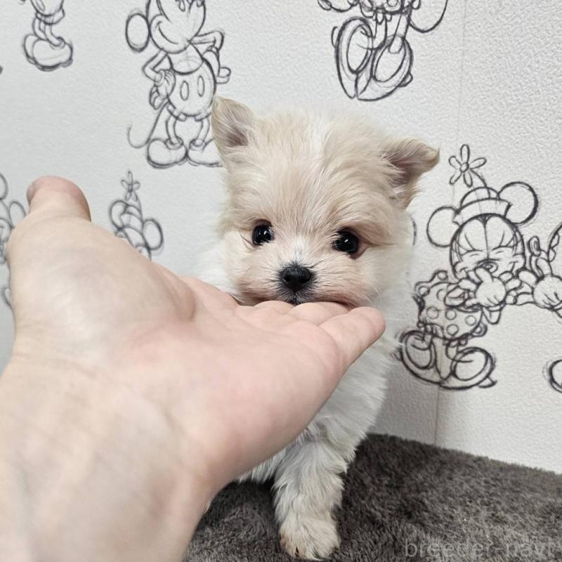 販売中の埼玉県のポメマル:ポメラニアン×マルチーズ-449615の2枚目