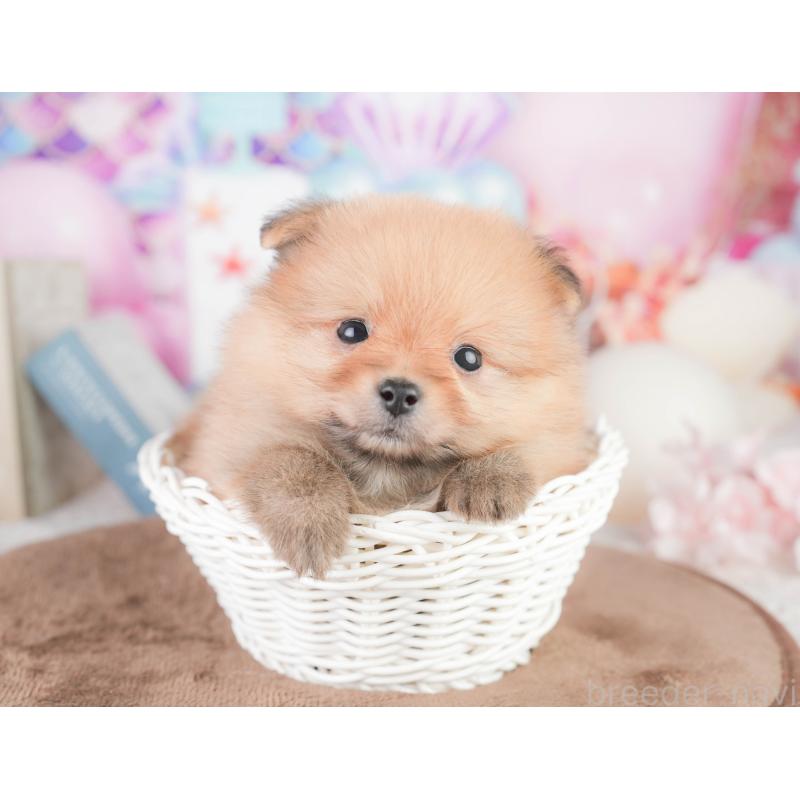 販売中の千葉県のポメラニアン-449617