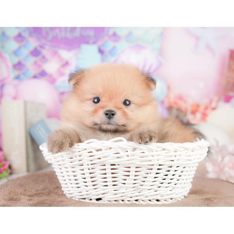 販売中の千葉県のポメラニアン-449617の10枚目