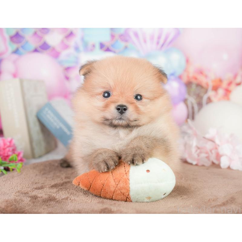 販売中の千葉県のポメラニアン-449617の9枚目