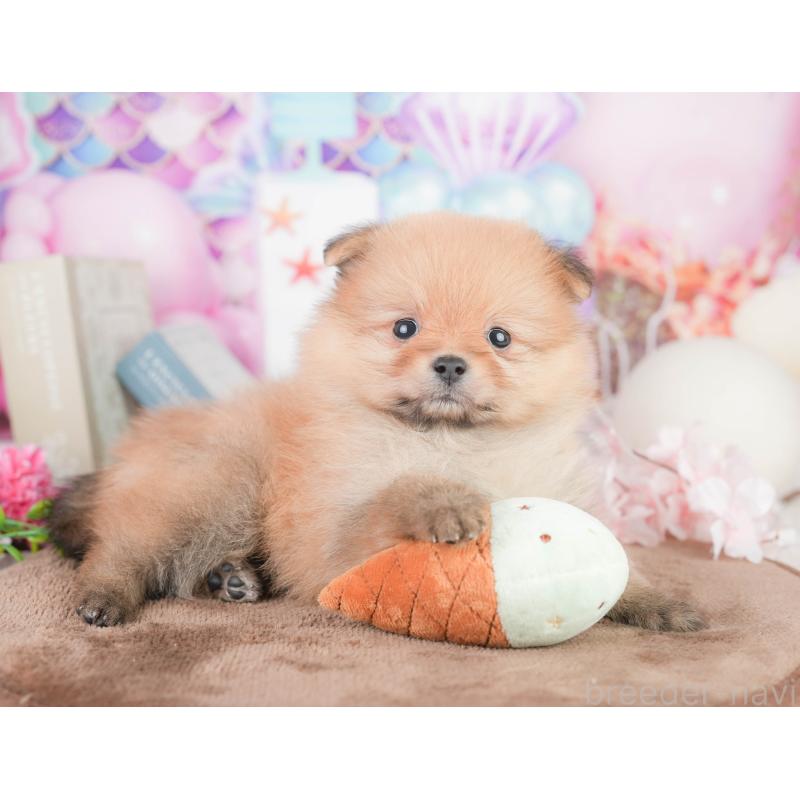 販売中の千葉県のポメラニアン-449617の8枚目