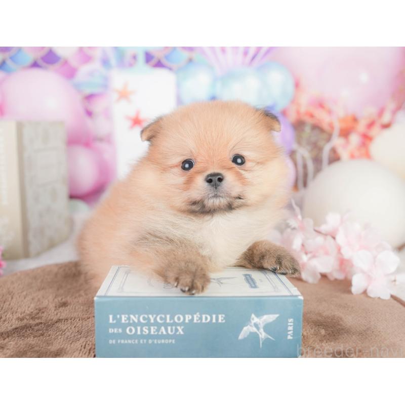 販売中の千葉県のポメラニアン-449617の7枚目