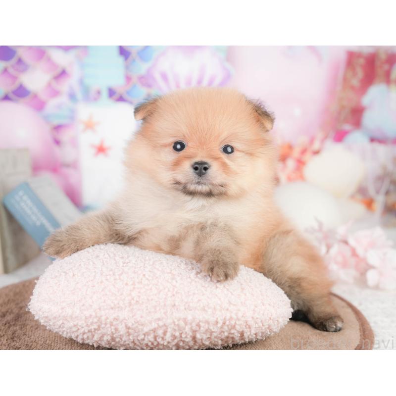 販売中の千葉県のポメラニアン-449617の5枚目