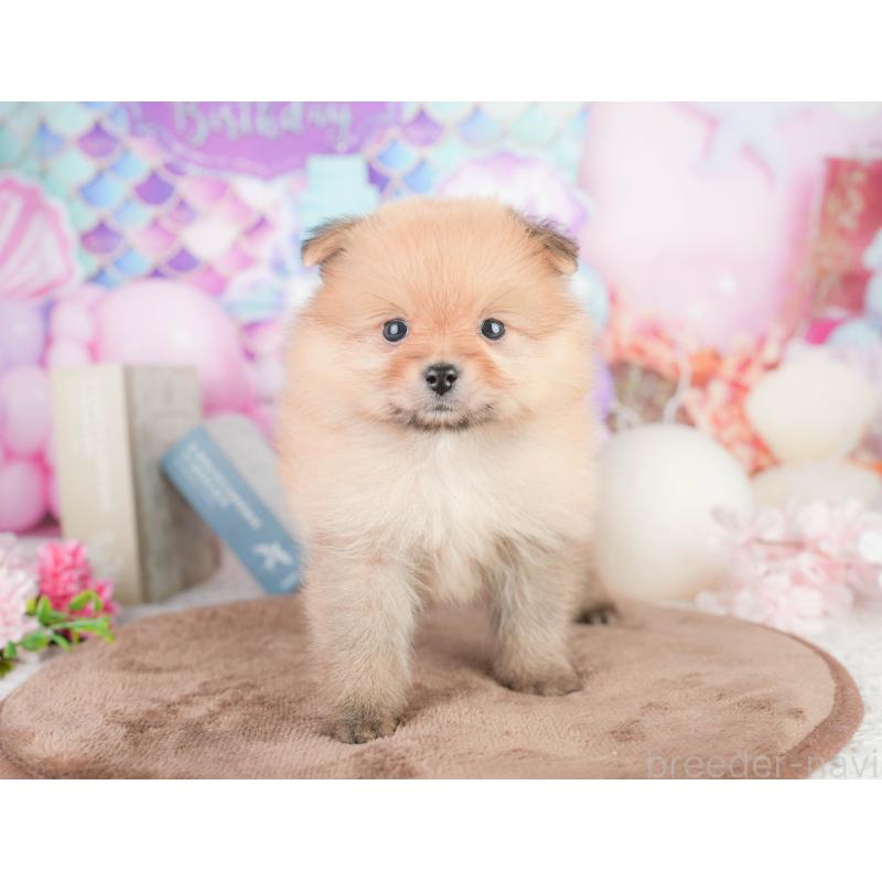 販売中の千葉県のポメラニアン-449617の3枚目