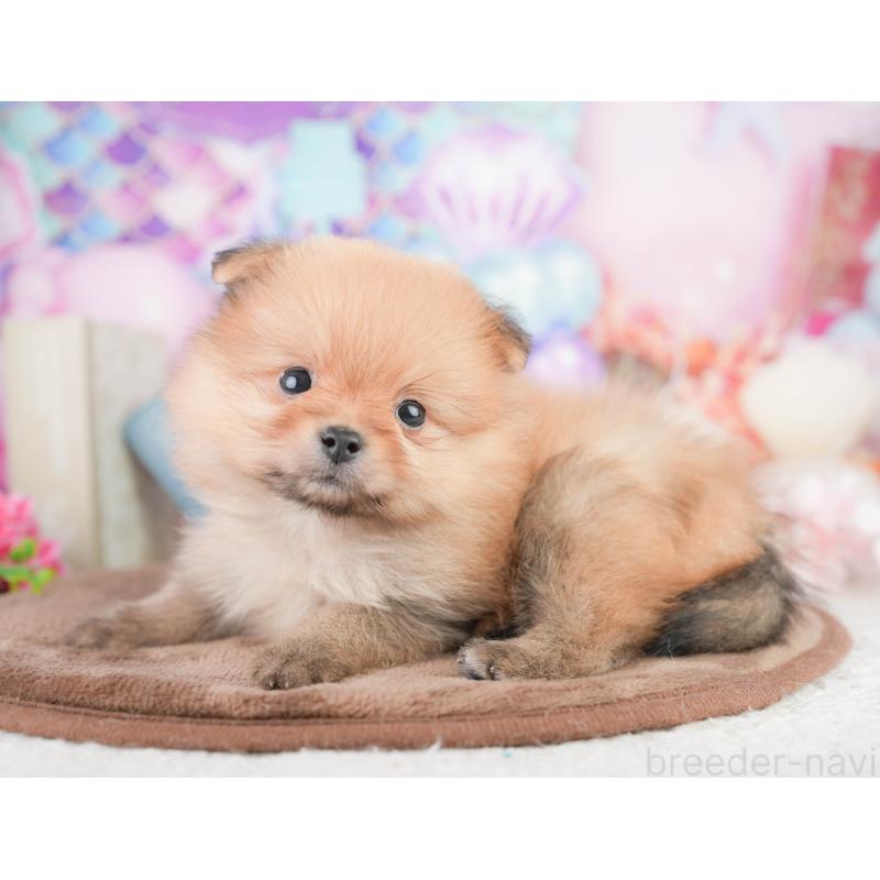 販売中の千葉県のポメラニアン-449617の2枚目