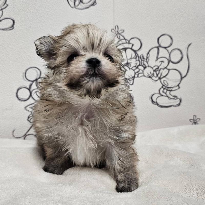 販売中の埼玉県のポメマル:ポメラニアン×マルチーズ-449618の3枚目