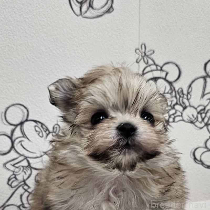 販売中の埼玉県のポメマル:ポメラニアン×マルチーズ-449618の1枚目