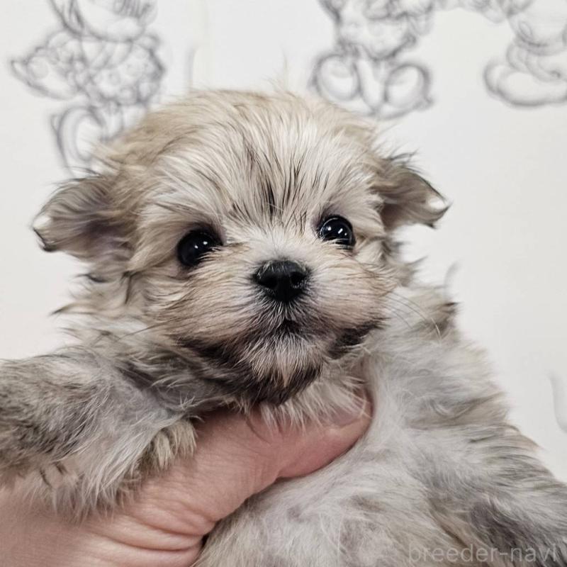 販売中の埼玉県のポメマル:ポメラニアン×マルチーズ-449618の2枚目