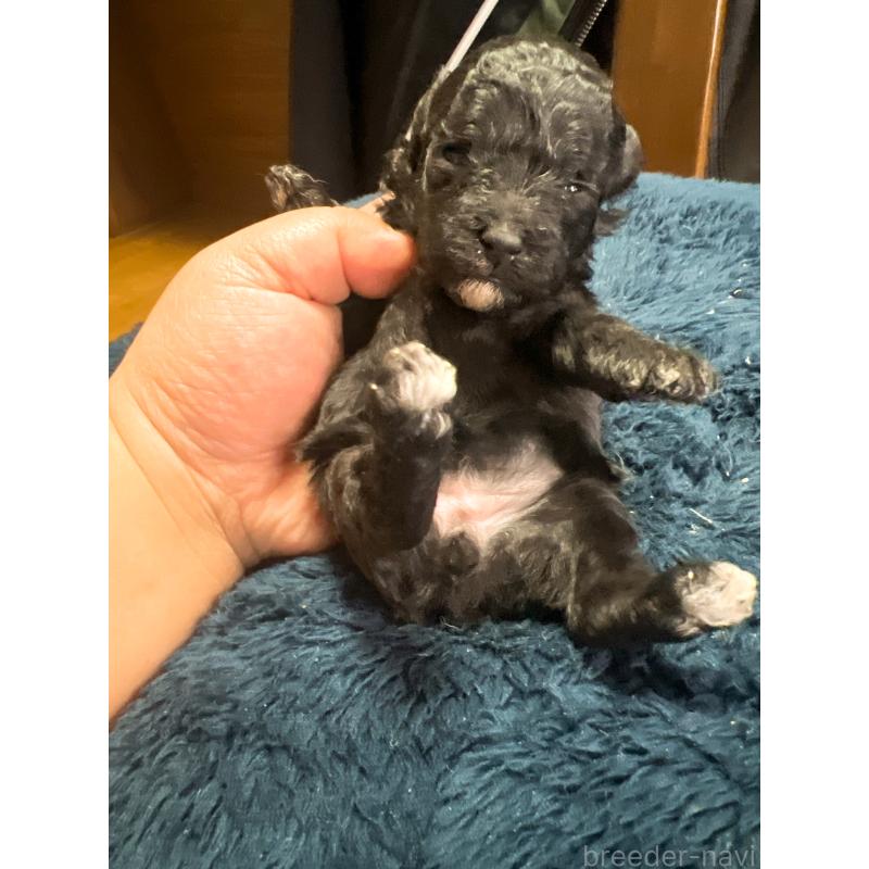 販売中の茨城県のトイプードル-449622の2枚目