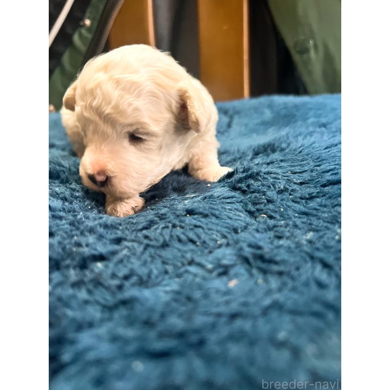 販売中の茨城県のトイプードル-449624の3枚目