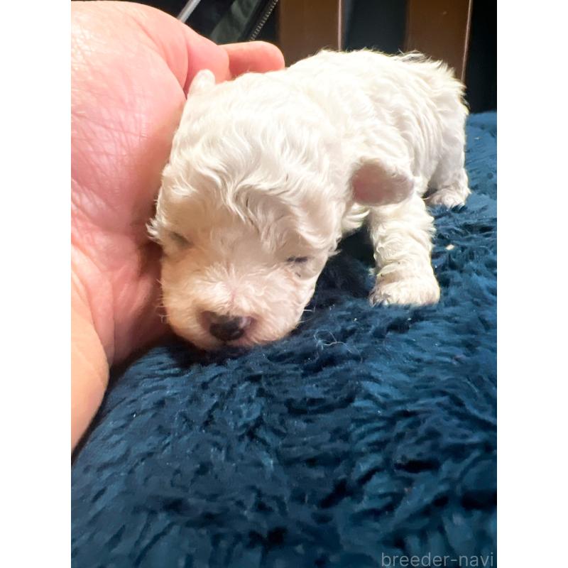 販売中の茨城県のトイプードル-449625の4枚目