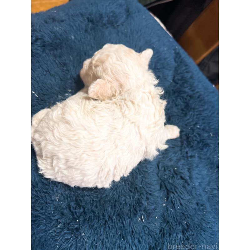 販売中の茨城県のトイプードル-449625の3枚目