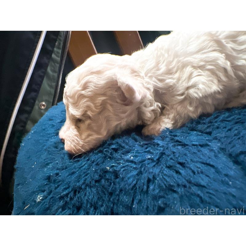 販売中の茨城県のトイプードル-449625の2枚目