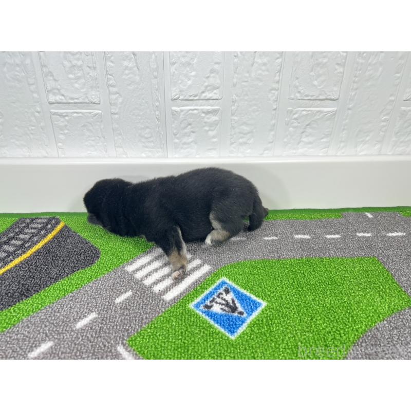 販売中の愛知県の豆柴-449626の6枚目