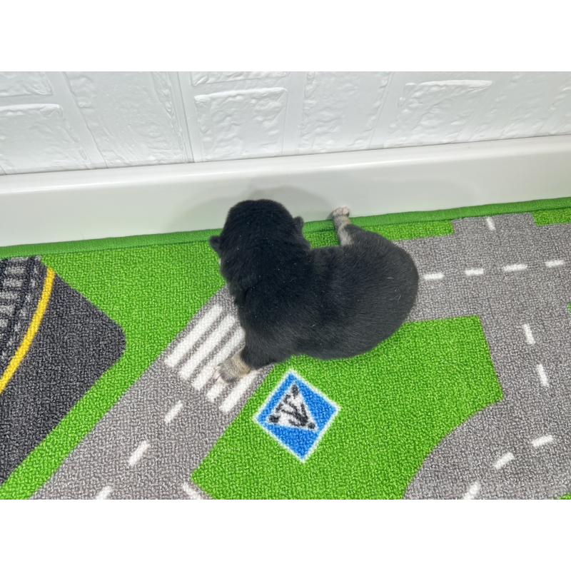 販売中の愛知県の豆柴-449626の5枚目