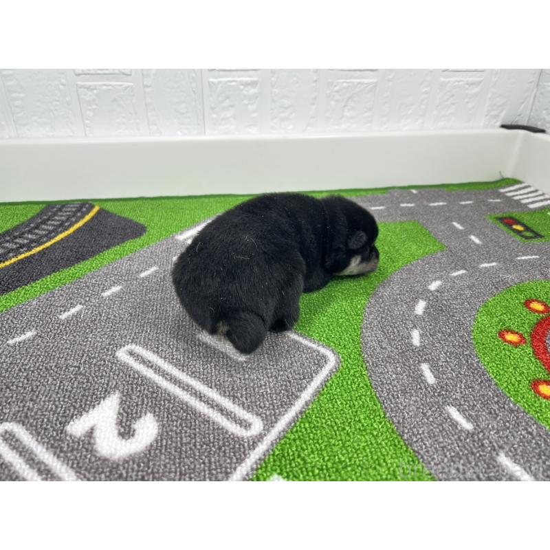 販売中の愛知県の豆柴-449626の3枚目