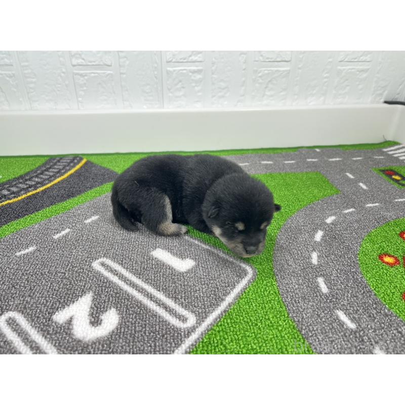 販売中の愛知県の豆柴-449626の2枚目