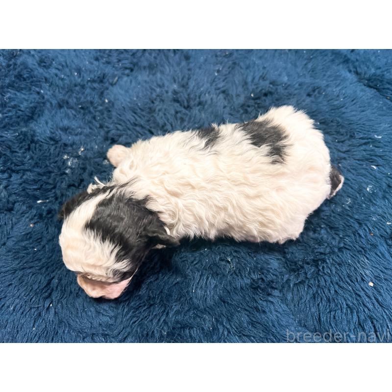 販売中の茨城県のトイプードル-449627の4枚目