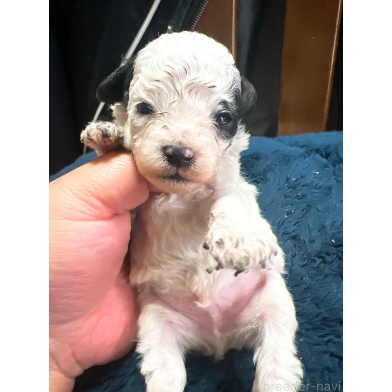 販売中の茨城県のトイプードル-449627の2枚目