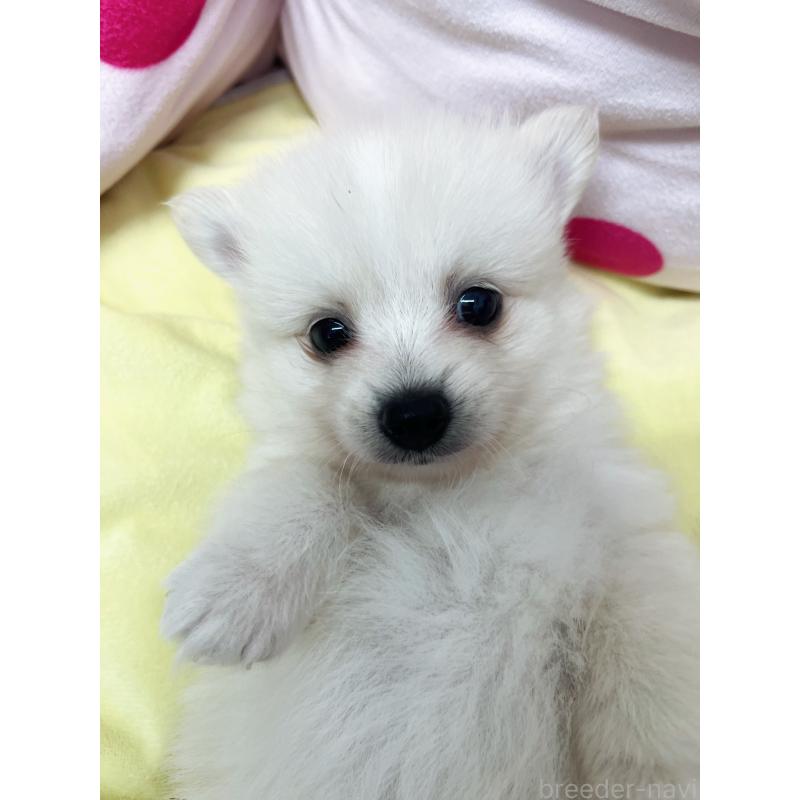 販売中の東京都のミックス犬-449630の1枚目