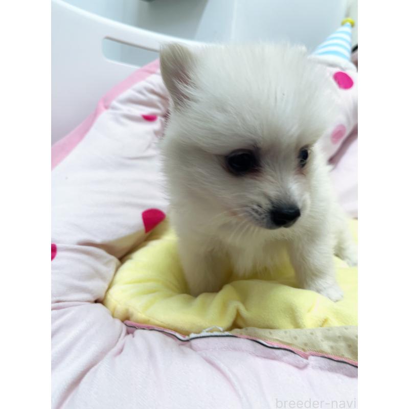 販売中の東京都のミックス犬-449630の6枚目