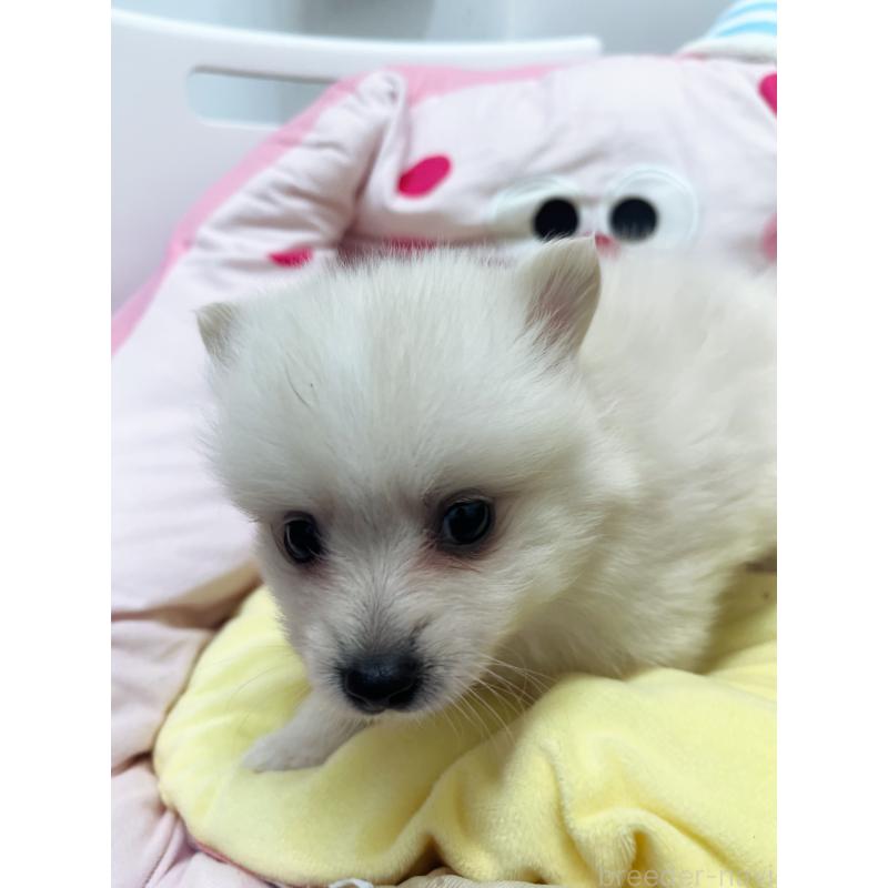 販売中の東京都のミックス犬-449630の5枚目