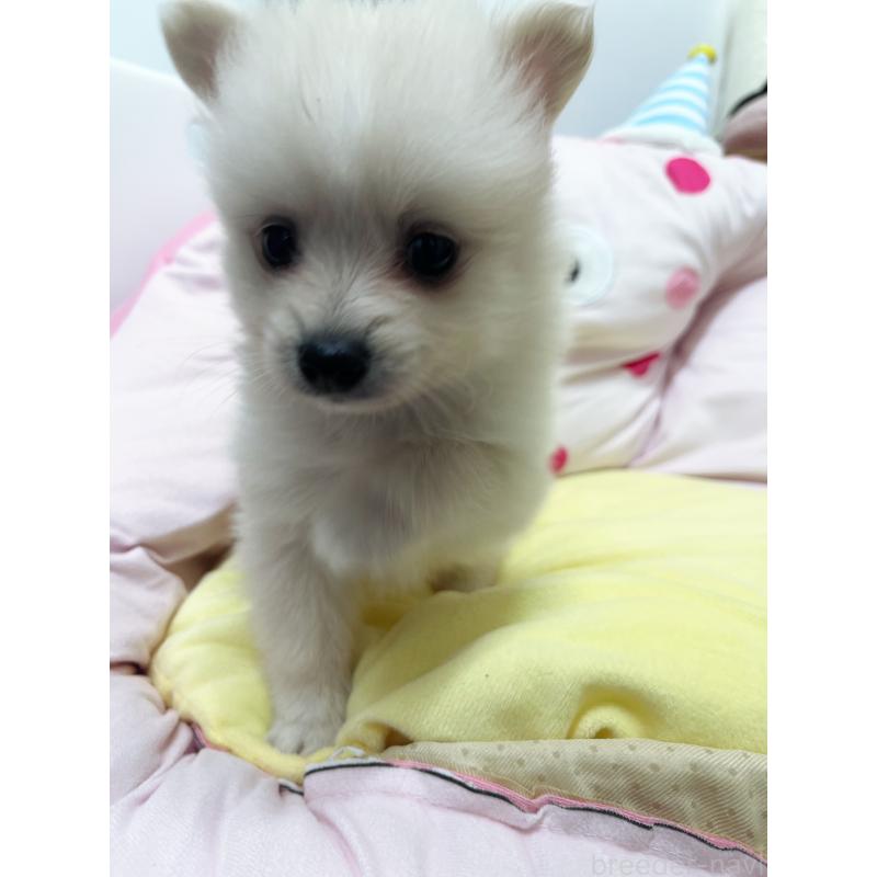 販売中の東京都のミックス犬-449630の4枚目