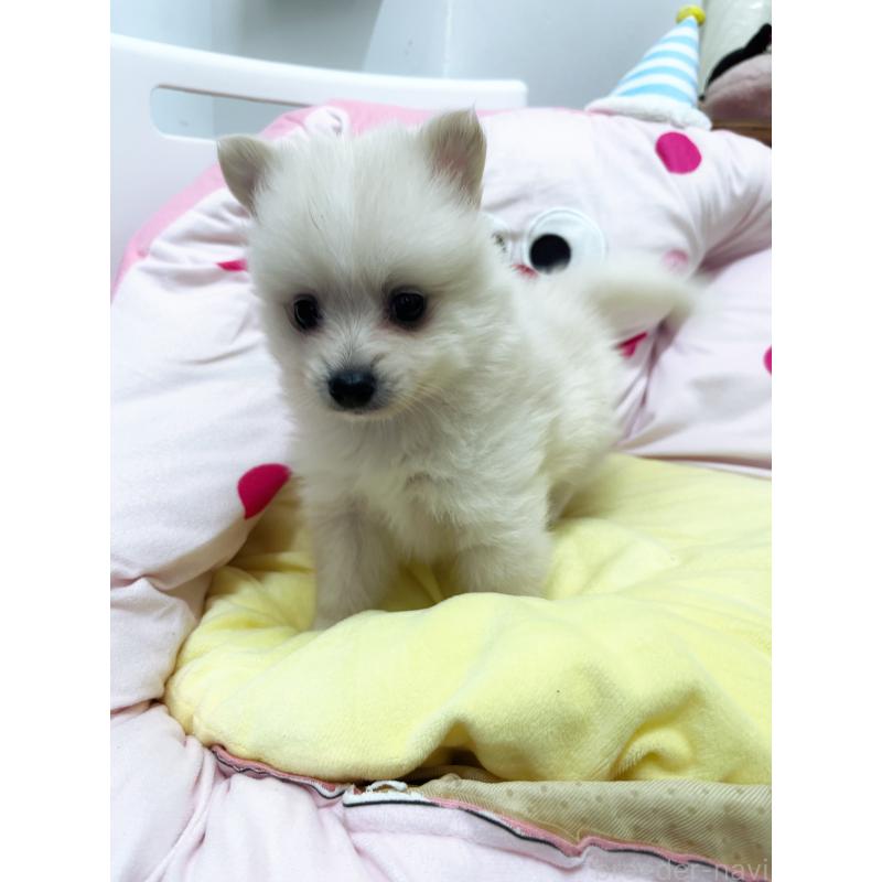 販売中の東京都のミックス犬-449630の3枚目