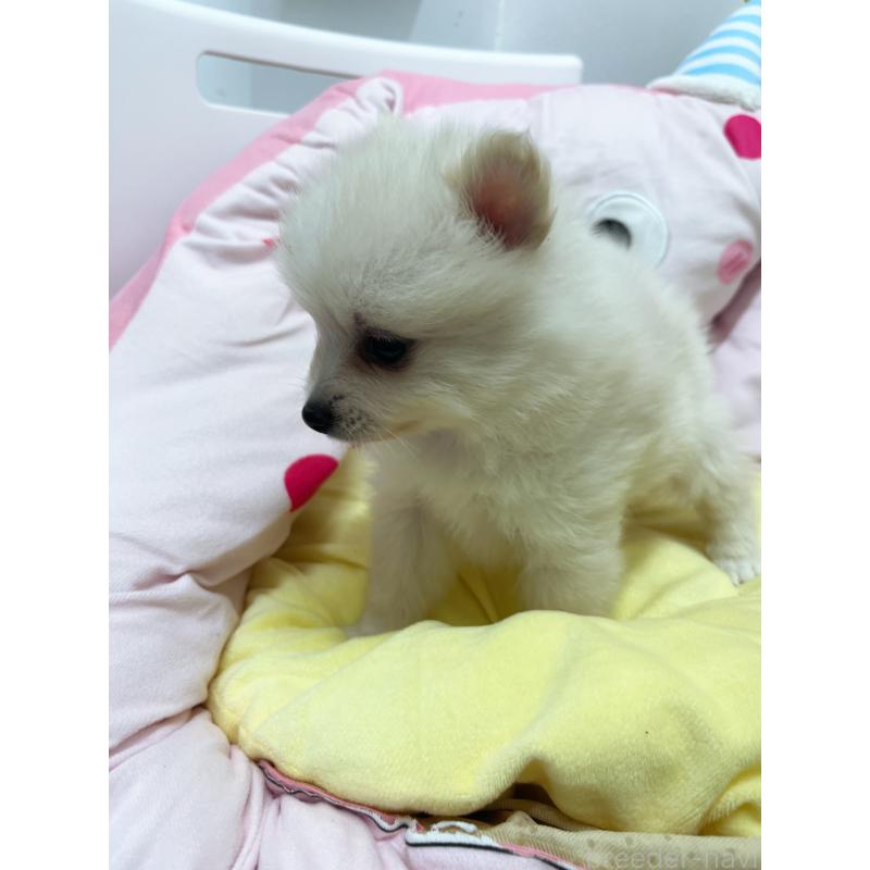 販売中の東京都のミックス犬-449630の2枚目