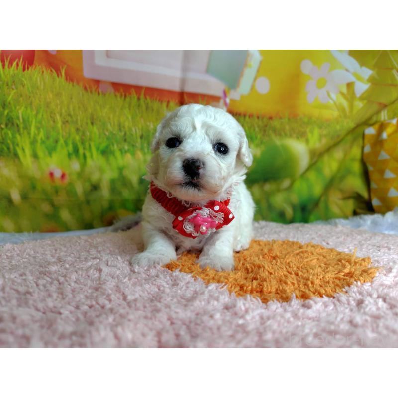 販売中の神奈川県のビションフリーゼ-449631の5枚目