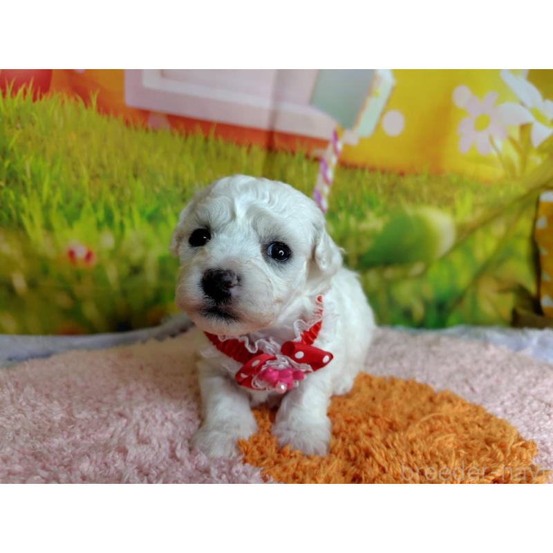 販売中の神奈川県のビションフリーゼ-449631の4枚目