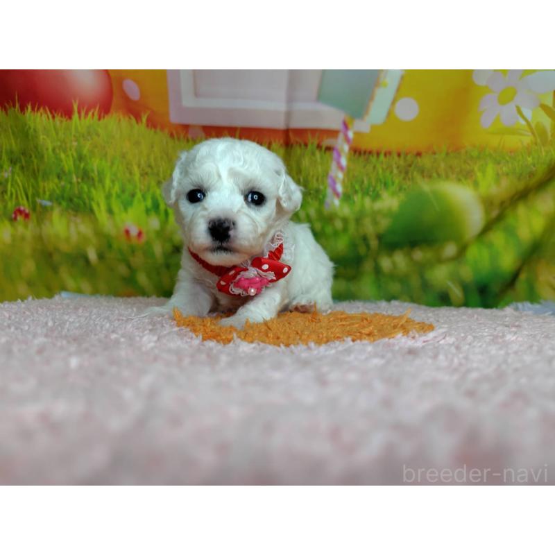 販売中の神奈川県のビションフリーゼ-449631の3枚目