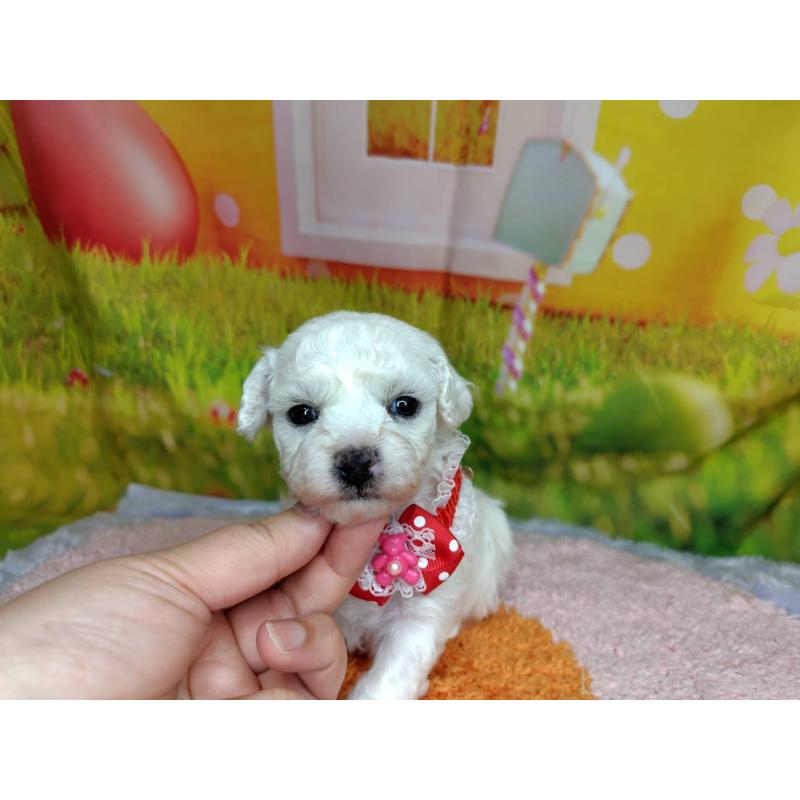 販売中の神奈川県のビションフリーゼ-449631の2枚目