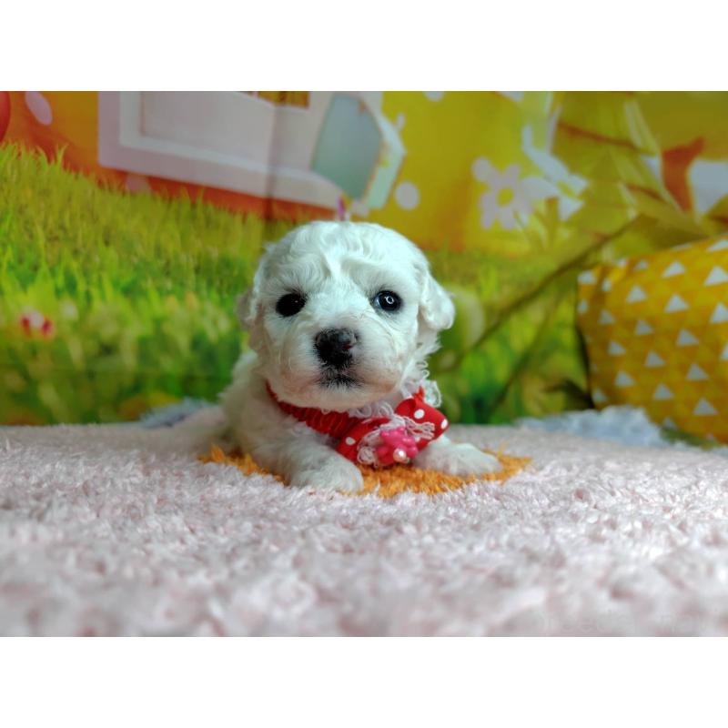 販売中の神奈川県のビションフリーゼ-449631の1枚目