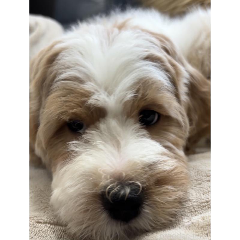 販売中の熊本県のミディアムプードル-445098の3枚目