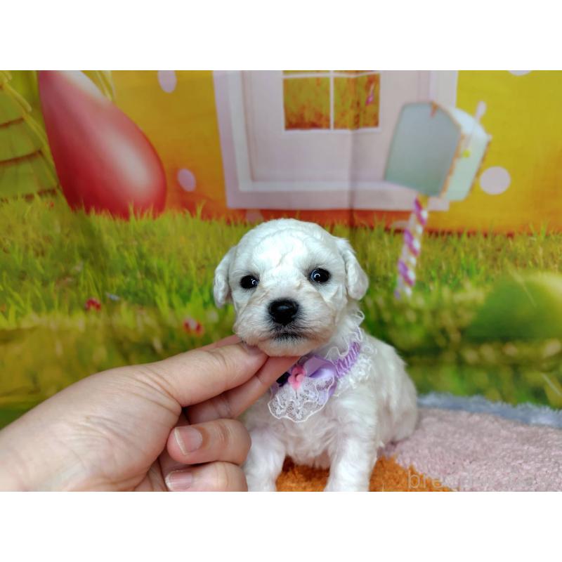 販売中の神奈川県のビションフリーゼ-449632の5枚目