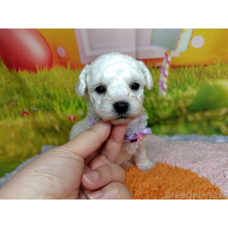 販売中の神奈川県のビションフリーゼ-449632の4枚目