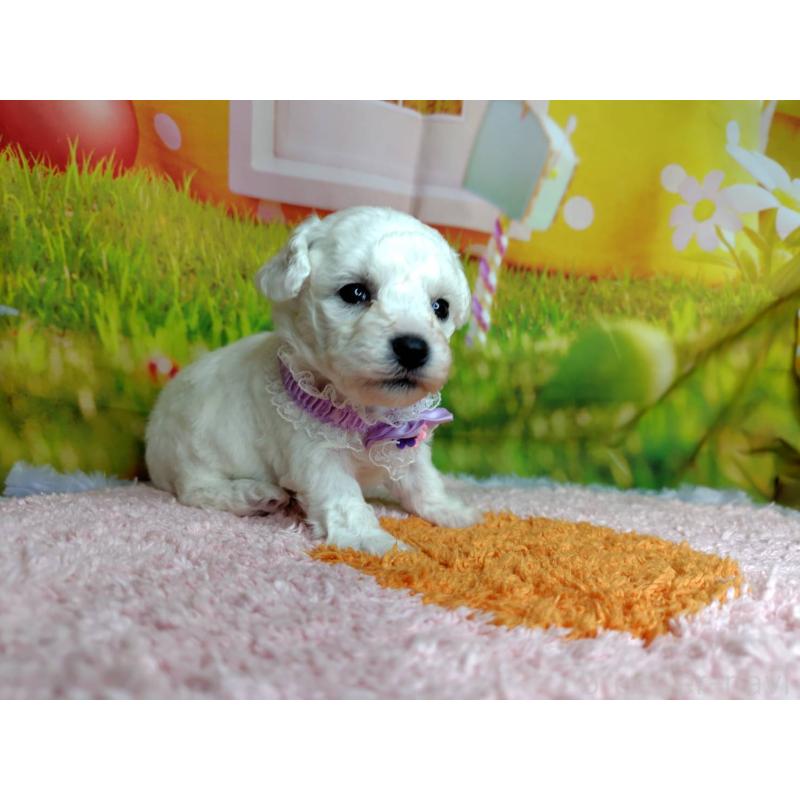 販売中の神奈川県のビションフリーゼ-449632の3枚目