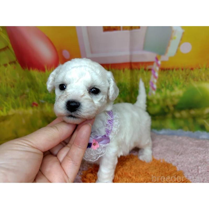 販売中の神奈川県のビションフリーゼ-449632の2枚目