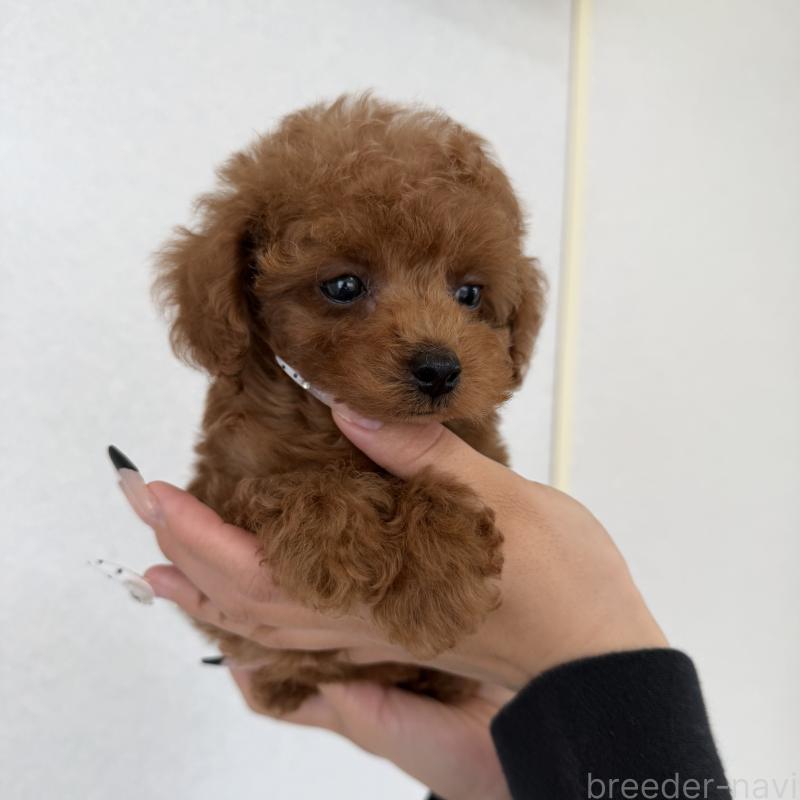 販売中の長崎県のタイニープードル-449633の6枚目