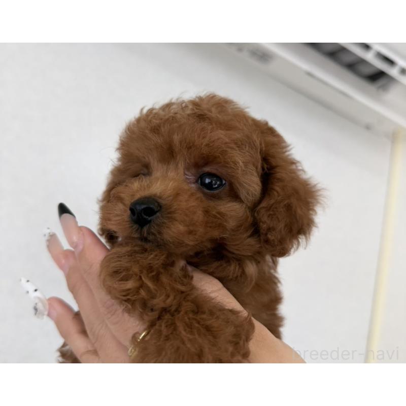 販売中の長崎県のタイニープードル-449633の5枚目