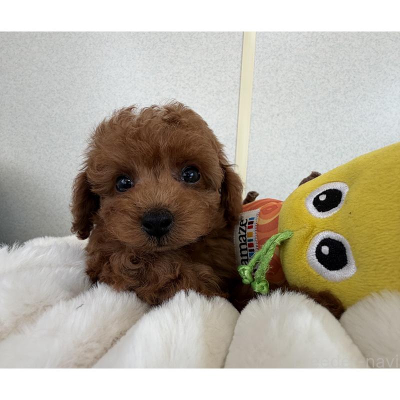 販売中の長崎県のタイニープードル-449633の3枚目