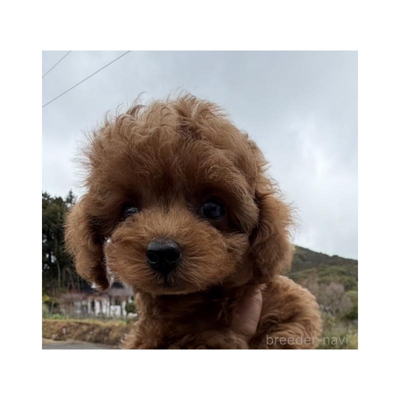 販売中の長崎県のタイニープードル-449633の2枚目