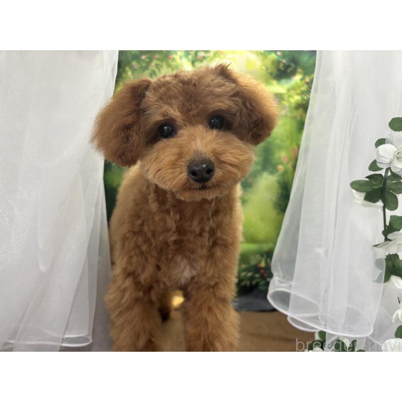 販売中の栃木県のタイニープードル-423582